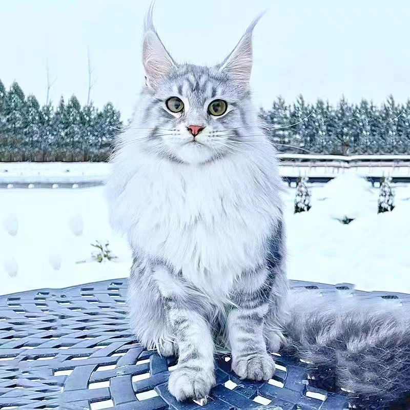 猫舍直销,批发价出售,缅因猫